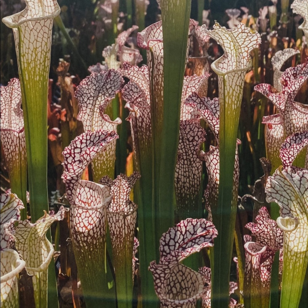 Meet your Posher, Jessie